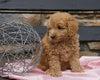 F2 Mini Goldendoodle For Sale Sugarcreek, OH Female- Jena
