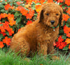 AKC Registered Standard Poodle For Sale Loudenville, OH Male- Harley