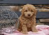 F2 Mini Goldendoodle For Sale Sugarcreek, OH Female- Jena