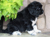 AKC Registered Newfoundland For Sale Dalton, OH Female- Panda
