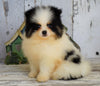 ACA Registered Pomeranian For Sale Millersburg, OH Male- Teddy