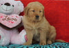 AKC Golden Retriever For Sale Holmesville, OH Male - Tucker