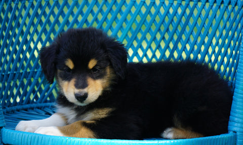 Golden Collie For Sale Fredericksburg, OH Female- Allie