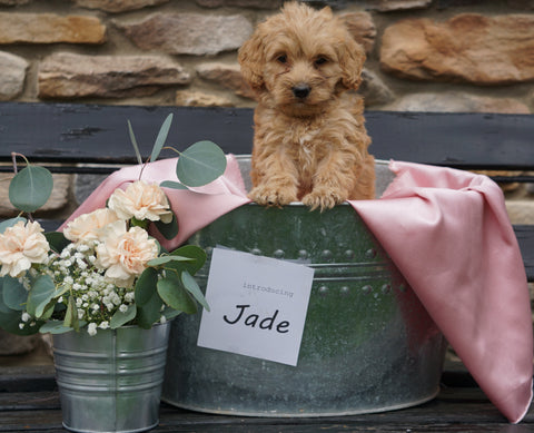 F2 Mini Goldendoodle For Sale Sugarcreek, OH Female- Jade