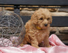 F2 Mini Goldendoodle For Sale Sugarcreek, OH Female- Jade