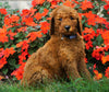 AKC Registered Standard Poodle For Sale Loudenville, OH Male- Blair