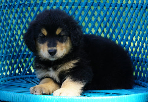 Golden Collie For Sale Fredericksburg, OH Male- Alex