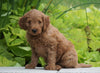 Mini Goldendoodle For Sale Fresno, OH Male- Moose