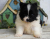 ACA Registered Pomeranian For Sale Millersburg, OH Female- Sally