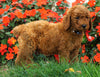 AKC Registered Standard Poodle For Sale Loudenville, OH Male- Blair