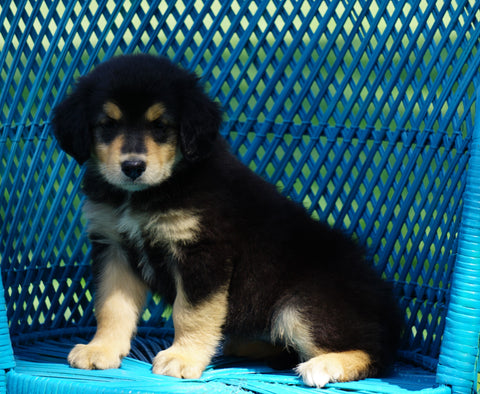 Golden Collie For Sale Fredericksburg, OH Female- Avery