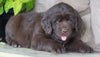 AKC Registered Newfoundland For Sale Dalton, OH Male- Alpha