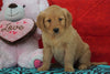 AKC Golden Retriever For Sale Holmesville, OH Female - Sasha