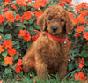 AKC Registered Standard Poodle For Sale Loudenville, OH Male- Parker