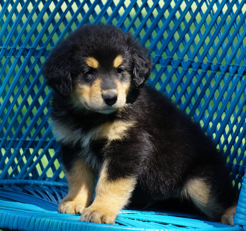 Golden Collie For Sale Fredericksburg, OH Male- Arnie