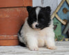 ACA Registered Pomeranian For Sale Millersburg, OH Female- Sally