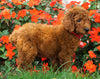 AKC Registered Standard Poodle For Sale Loudenville, OH Male- Parker