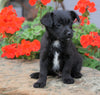 Foodle Puppy For Sale Applecreek, OH Male - Ranger