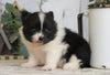 ACA Registered Pomeranian For Sale Millersburg, OH Female- Sally