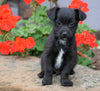 Foodle Puppy For Sale Applecreek, OH Male - Ranger