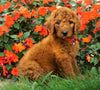 AKC Registered Standard Poodle For Sale Loudenville, OH Male- Parker