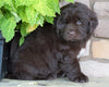 AKC Registered Newfoundland For Sale Dalton, OH Female- Connie