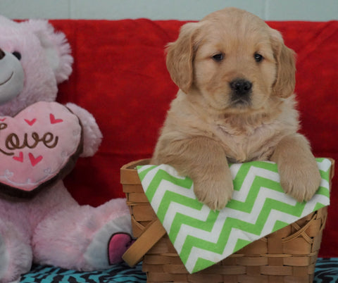 AKC Golden Retriever For Sale Holmesville, OH Male - Duke