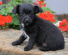 Foodle Puppy For Sale Applecreek, OH Male - Ranger