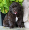 AKC Registered Newfoundland For Sale Dalton, OH Female- Connie