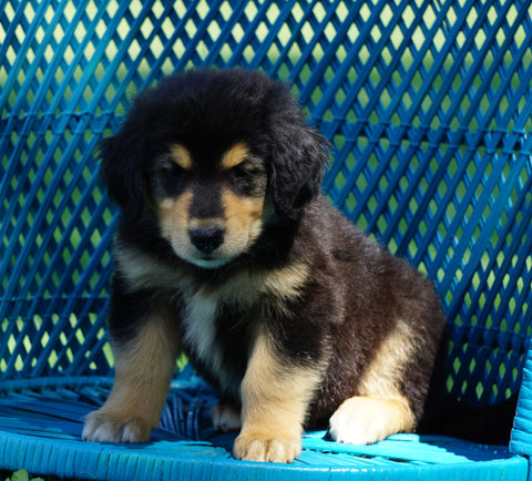 Golden Collie For Sale Fredericksburg, OH Male- Adrian