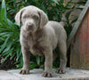AKC Registered Silver Labrador Retriever For Sale Sugarcreek, OH Female- Bonnie