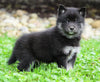 Mini Pomsky For Sale Sugarcrek, OH Male- Max