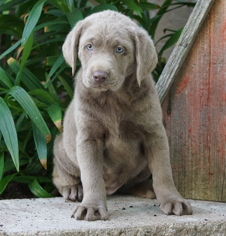 AKC Registered Silver Labrador Retriever For Sale Sugarcreek, OH Female- Bonnie