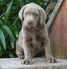 AKC Registered Silver Labrador Retriever For Sale Sugarcreek, OH Female- Bonnie