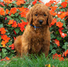 AKC Registered Standard Poodle For Sale Loudenville, OH Male- Chase