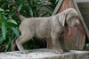 AKC Registered Silver Labrador Retriever For Sale Sugarcreek, OH Female- Bonnie