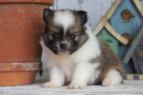ACA Registered Pomeranian For Sale Millersburg, OH Male- Tucker