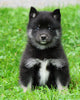 Mini Pomsky For Sale Sugarcrek, OH Male- Max