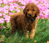 AKC Registered Standard Poodle For Sale Loudenville, OH Male- Gage