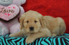 AKC Golden Retriever For Sale Holmesville, OH Male - Duke