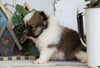ACA Registered Pomeranian For Sale Millersburg, OH Male- Tucker