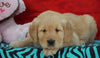 AKC Golden Retriever For Sale Holmesville, OH Male - Duke
