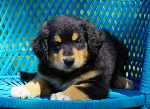 Golden Collie For Sale Fredericksburg, OH Male- Asher