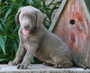 AKC Registered Silver Labrador Retriever For Sale Sugarcreek, OH Female- Izzy