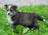 Mini Pomsky For Sale Sugarcreek, OH Female- Bella