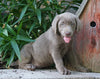 AKC Registered Silver Labrador Retriever For Sale Sugarcreek, OH Female- Izzy