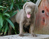 AKC Registered Silver Labrador Retriever For Sale Sugarcreek, OH Female- Izzy