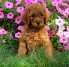 AKC Registered Standard Poodle For Sale Loudenville, OH Male- Daimen