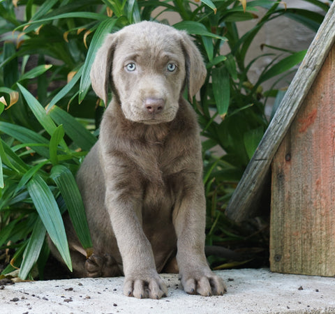 AKC Registered Silver Labrador Retriever For Sale Sugarcrek, OH Male- River