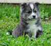 Mini Pomsky For Sale Sugarcreek, OH Female- Bella